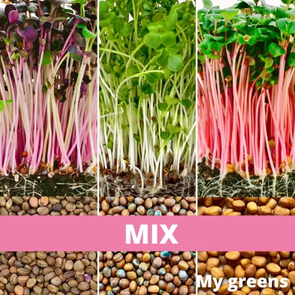 Radieschen-Samenmischung / rosa, daikon, violett / 50g