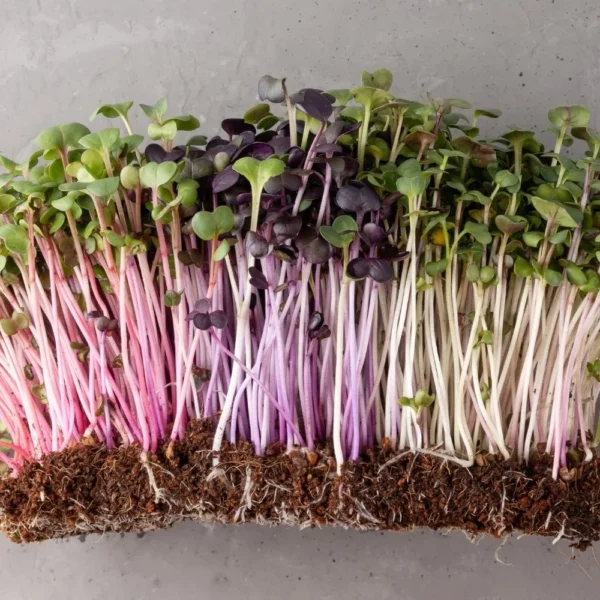 Radieschen-Samenmischung / rosa, daikon, violett / 50g – Bild 4