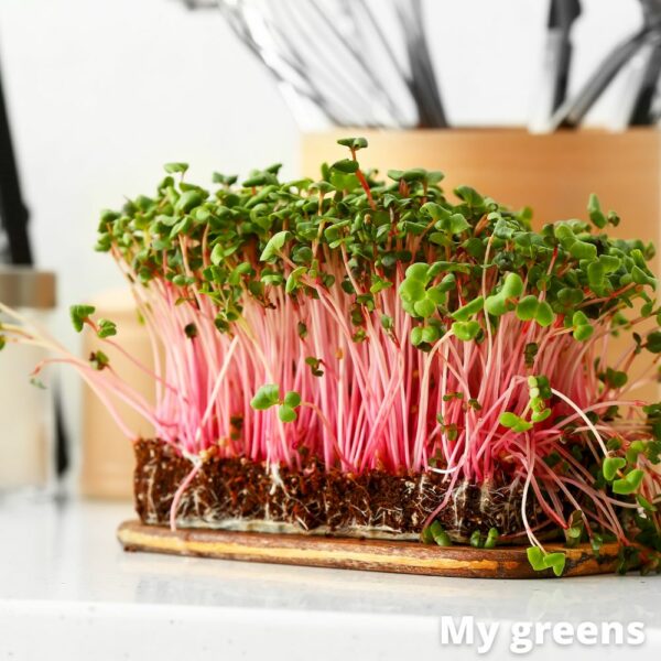 Rosa Rettich Mikrogreens Samen 50g – Bild 5