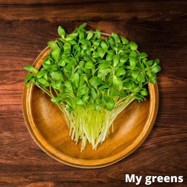 Bockshornklee Mikrogreens Samen 20g – Bild 2