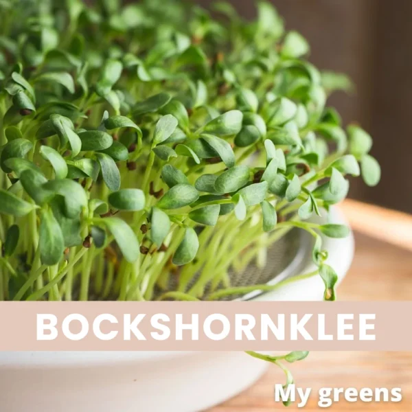 Bockshornklee Mikrogreens Samen 20g