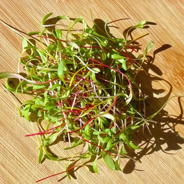 Swiss Mix Mikrogreens 30g – Bild 3