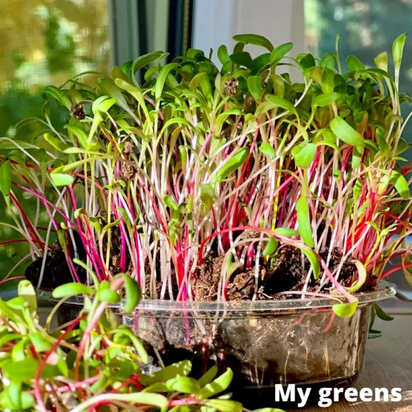 Swiss Mix Mikrogreens 30g – Bild 2