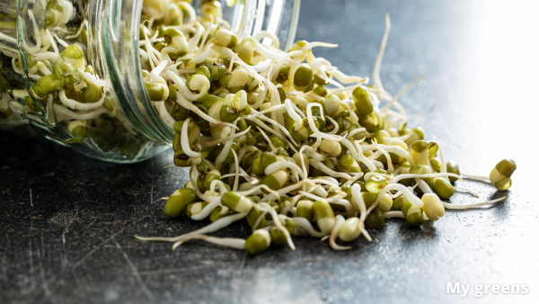 Microgreens vs. Sprossen