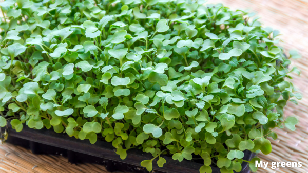Microgreens vs. Sprossen