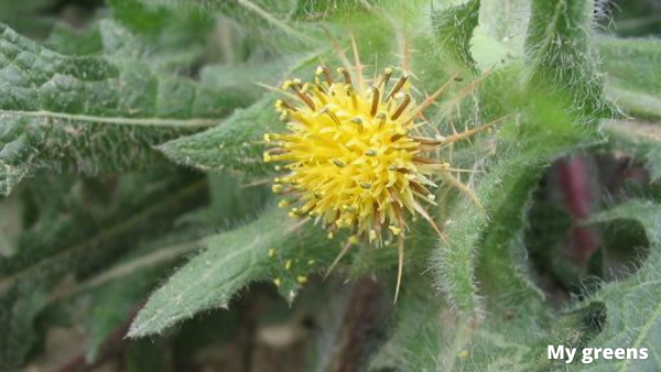 Benediktendistel